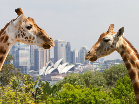 Taronga Zoo Combo Pass - Tourism Caloundra 0