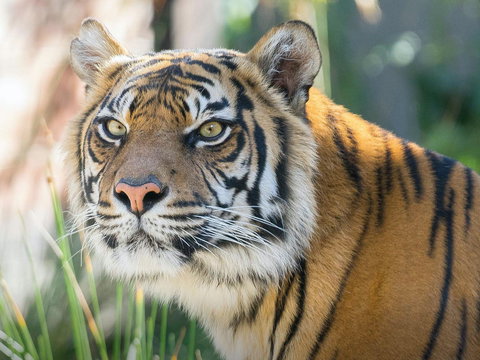 Taronga Zoo Combo Pass - Tourism Caloundra 2