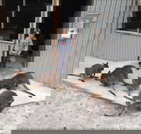 The Patriarch Wildlife Sanctuary - Tourism Caloundra