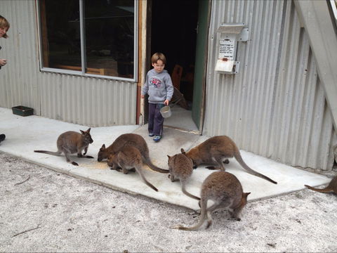 The Patriarch Wildlife Sanctuary - Tourism Caloundra 0