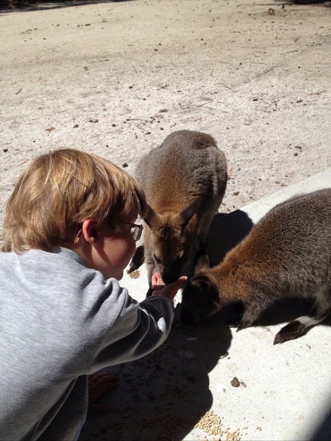 The Patriarch Wildlife Sanctuary - Tourism Caloundra 1
