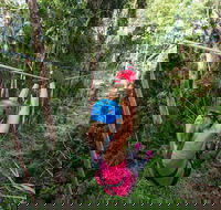 TreeTop Challenge - Sunshine Coast - Tourism Caloundra