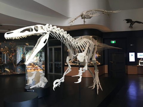 UNE Natural History Museum - Tourism Caloundra 0