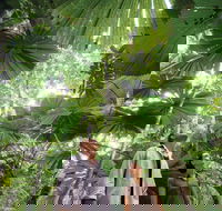 Wet Tropics Rainforest - Tourism Caloundra