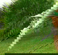 Whitsunday Green Club Golf - Tourism Caloundra