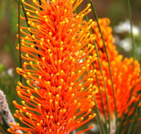 Wongan Hills Wildflowers - Tourism Caloundra