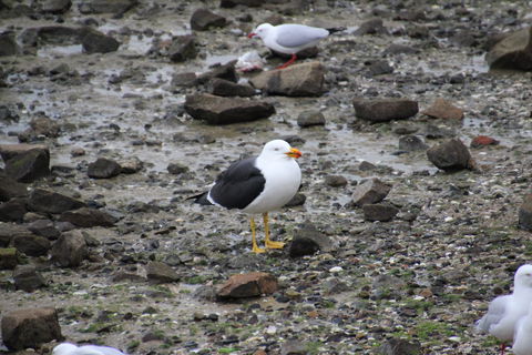 Woolley's Beach Walk - Tourism Caloundra 2