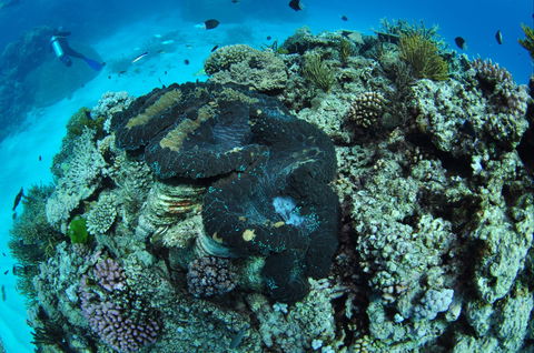 Wreck Bay Dive Site - Tourism Caloundra 1