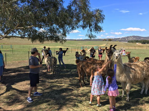 Alpaca Magic Stud - Tourism Caloundra 0