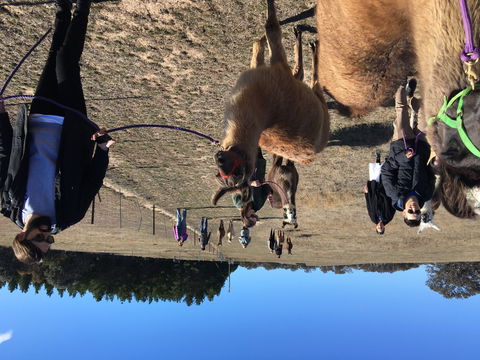 Alpaca Magic Stud - Tourism Caloundra 1