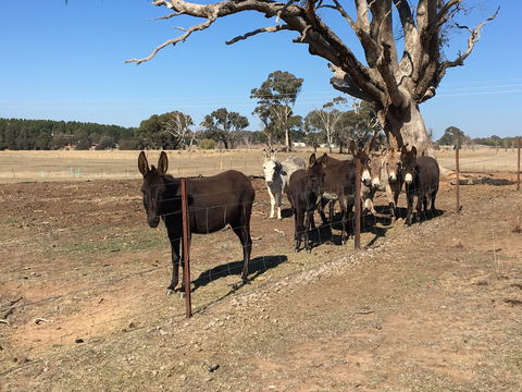 Alpaca Magic Stud - Tourism Caloundra 2
