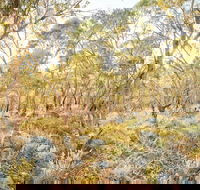Alpine Views Walk - Tourism Caloundra