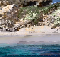 Australian Sea Lions - Tourism Caloundra