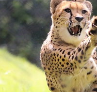 Billabong Zoo Koala and Wildlife Park - Tourism Caloundra