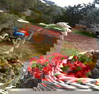 Blue Hills Berries and Cherries - Tourism Caloundra
