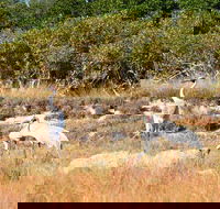 Cape Keraudren Nature Reserve - Tourism Caloundra