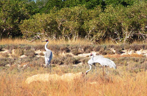 Cape Keraudren Nature Reserve - Tourism Caloundra 0