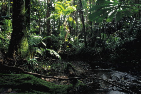 Cape Tribulation, Daintree National Park - Tourism Caloundra 2
