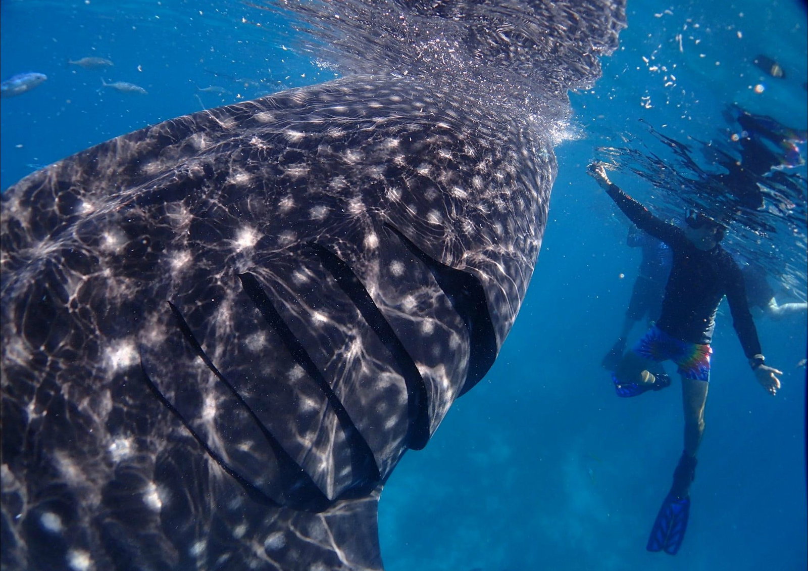  Tourism Caloundra