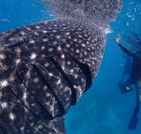 Coastal Water Dive - Tourism Caloundra