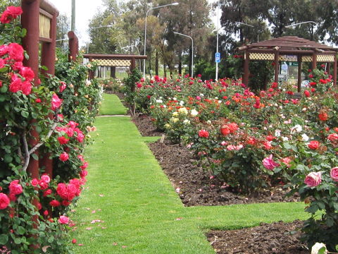 Cowra Rose Garden - Tourism Caloundra 0