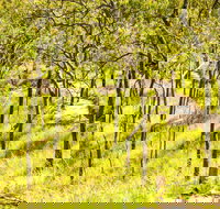 Davies Creek Mountain Bike Park - Tourism Caloundra