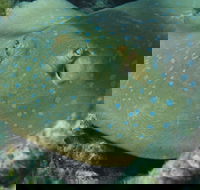 Fitzroy Island Dive Site - Tourism Caloundra