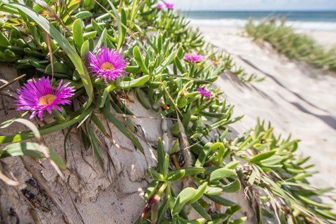 Fort Bribie - Tourism Caloundra 0