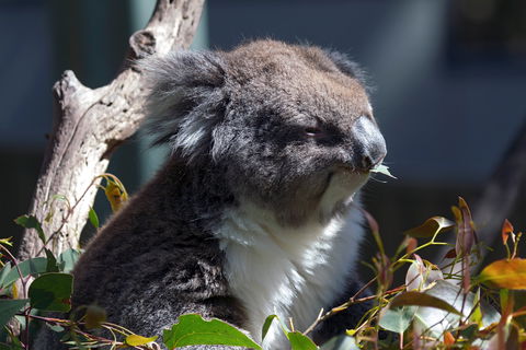 Gorge Wildlife Park - Tourism Caloundra 0