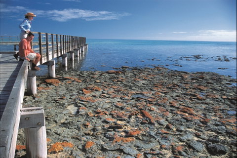 Hamelin Pool Stromatolites - Tourism Caloundra 0