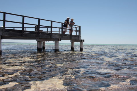 Hamelin Pool Stromatolites - Tourism Caloundra 1