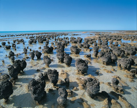 Hamelin Pool Stromatolites - Tourism Caloundra 2