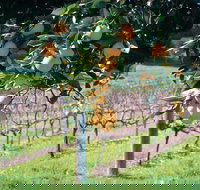 Harvey - Tourism Caloundra