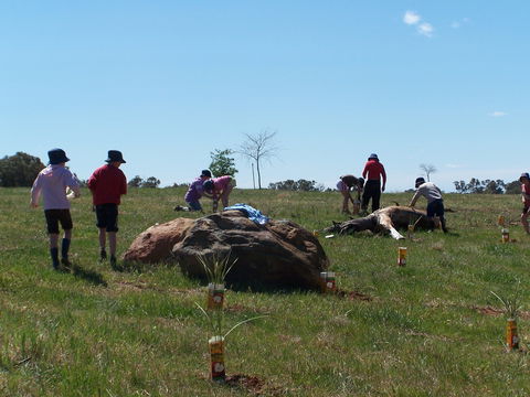 Jim Salmon  Wetland Education Site - Tourism Caloundra 0