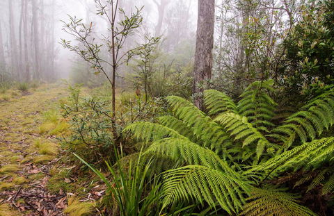 Link Trail - Gloucester Tops To Careys Peak - Tourism Caloundra 0