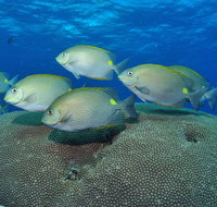 Lodestone Reef - Tourism Caloundra