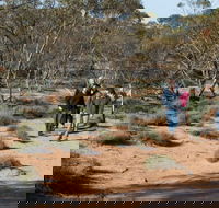 Mallee Stop walking track - Tourism Caloundra
