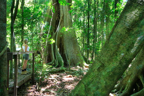 Mary Cairncross Scenic Reserve - Tourism Caloundra 0