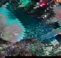 Middle Reef Dive Site - Tourism Caloundra