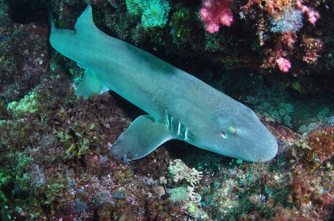 Middle Reef Dive Site - Tourism Caloundra 0