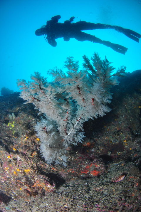 Middle Reef Dive Site - Tourism Caloundra 1