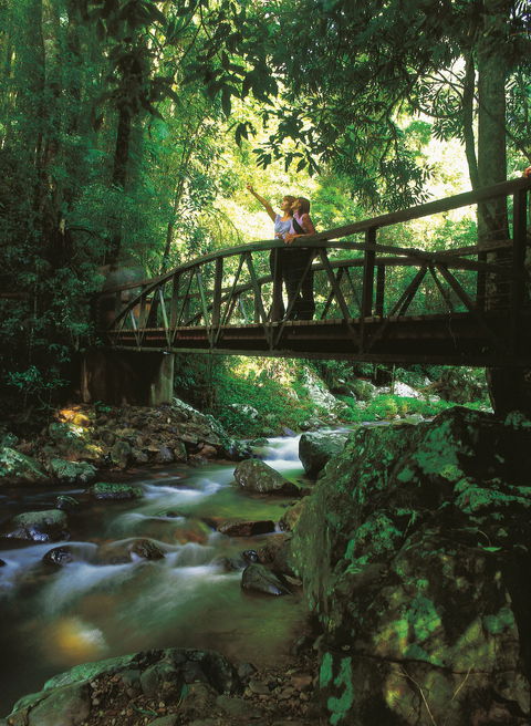 Natural Bridge Circuit, Springbrook National Park - Tourism Caloundra 1