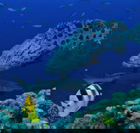 Osprey Reef - Tourism Caloundra