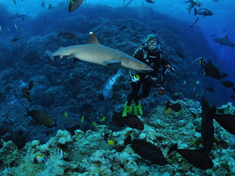 Osprey Reef - Tourism Caloundra 1