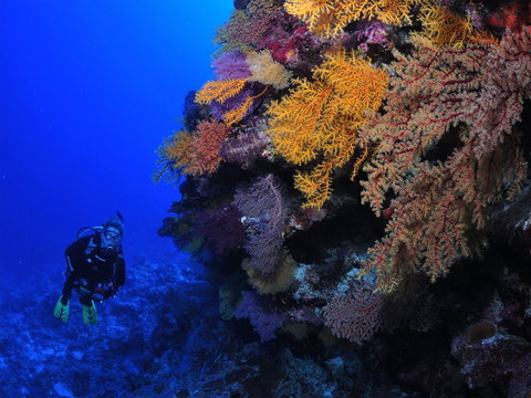 Osprey Reef - Tourism Caloundra 2