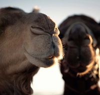 Outback Camel Festival Trail - Tourism Caloundra