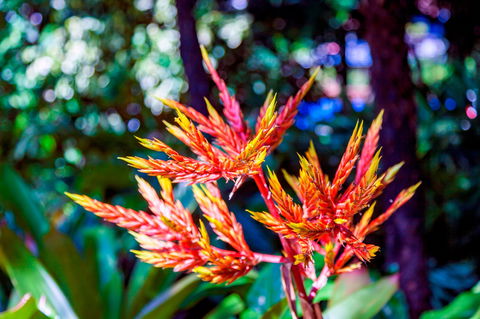 Queens Gardens - Tourism Caloundra 2