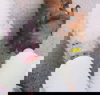 Swan Valley Cuddly Animal Farm - Tourism Caloundra