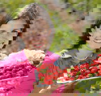 The Super Strawberry - Tourism Caloundra