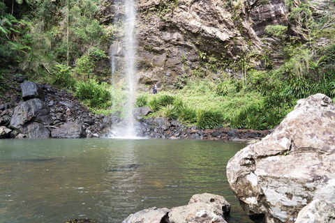 Twin Falls Circuit, Springbrook National Park - Tourism Caloundra 0
